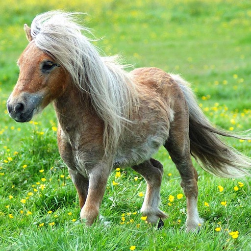 Ponys Premium Photos and Videos icon