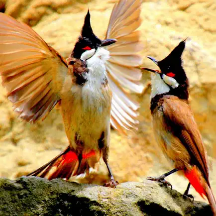 Tiếng chim hót - Sound Bird Читы