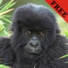Gorilla Video and Photo Galleries FREE