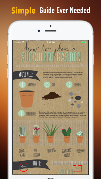 Succulents Plant for Beginners:Care Tips and Guide screenshot 2