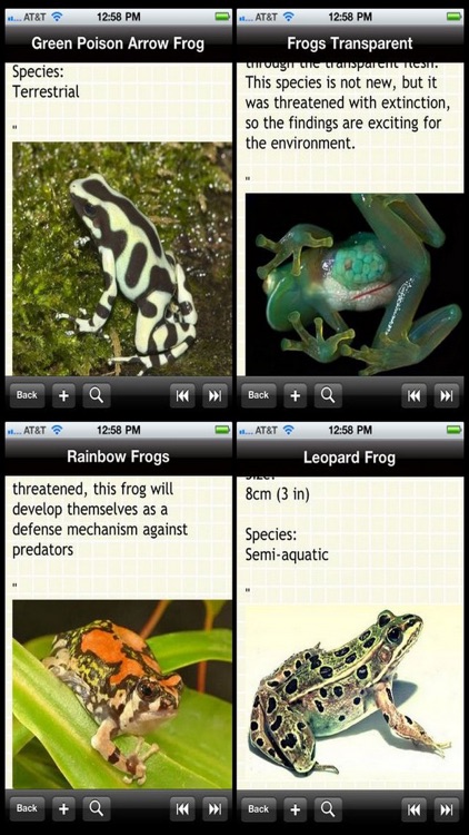 The Frogs Bible
