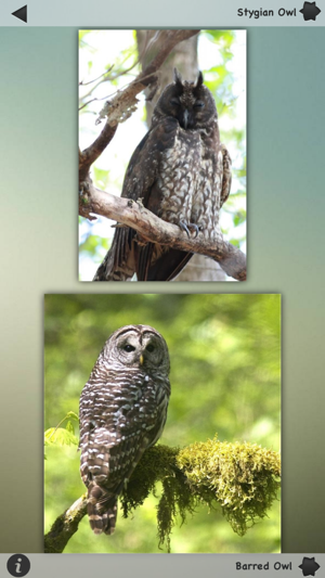 Owls Encyclopedia(圖1)-速報App