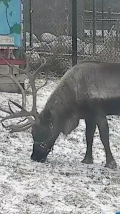 Christmas Pro - Text & Call Santa & Watch Reindeer