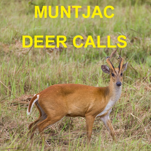 Muntjac Deer Calls Sounds for Big Game Hunting HD icon