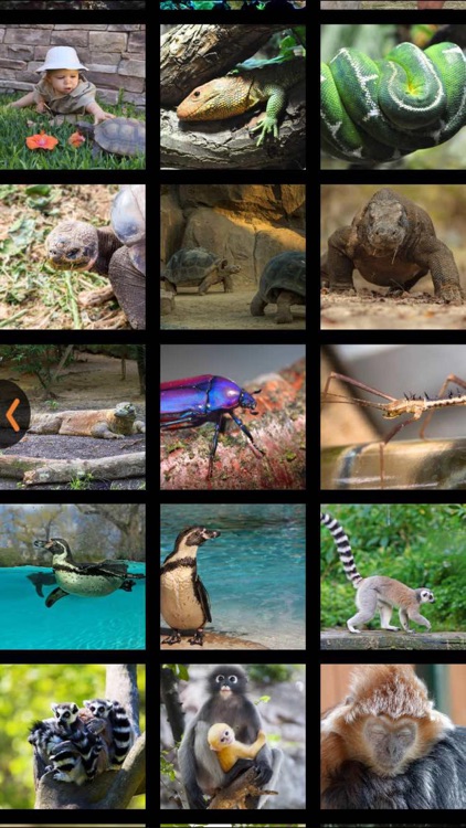 London Zoo Visitor Guide screenshot-3