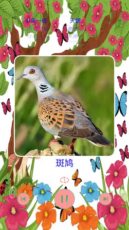 Game screenshot 鸟的叫声大全之汉字拼音版 apk