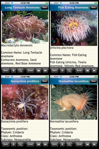 Encyclopedia of Sea Anemones screenshot 2