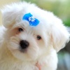 Cute Doggie