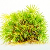 Saw Palmetto 101-Hair Loss Prevention and Regrowth