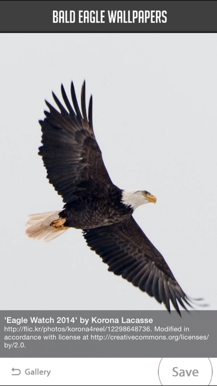 Bald Eagle Wallpapers screenshot-4