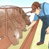 How to Raise Cattle for Beginners-Tips and Guide