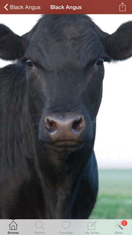 1500 Cattle Dictionary,Breeds,Vet
