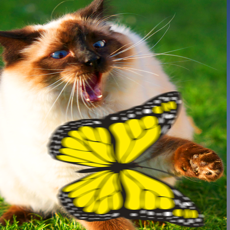 Activities of Butterfly Games for Cat