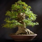 Top 38 Lifestyle Apps Like Bonsai Basics - Learn All About Growing Bonsai Trees - Best Alternatives