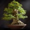 Learn All About Growing Bonsai Trees with this brand new app