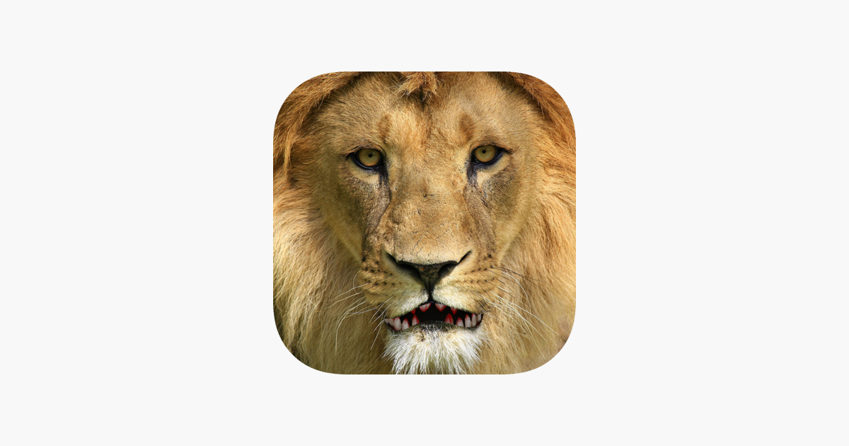  Talking Lion On The App Store