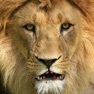 Get Talking Lion for iOS, iPhone, iPad Aso Report