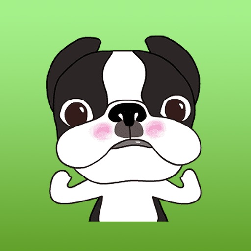 A Funny Boston Terrier Animated Stickers icon