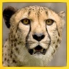 Angry Wild Cheetah Game: Simulator