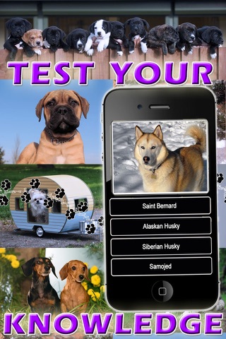 Ace Dog Breed Trivia - Free Fun Animal Quiz screenshot 3