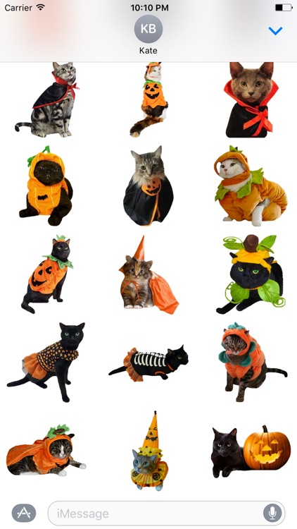 Halloween Cats