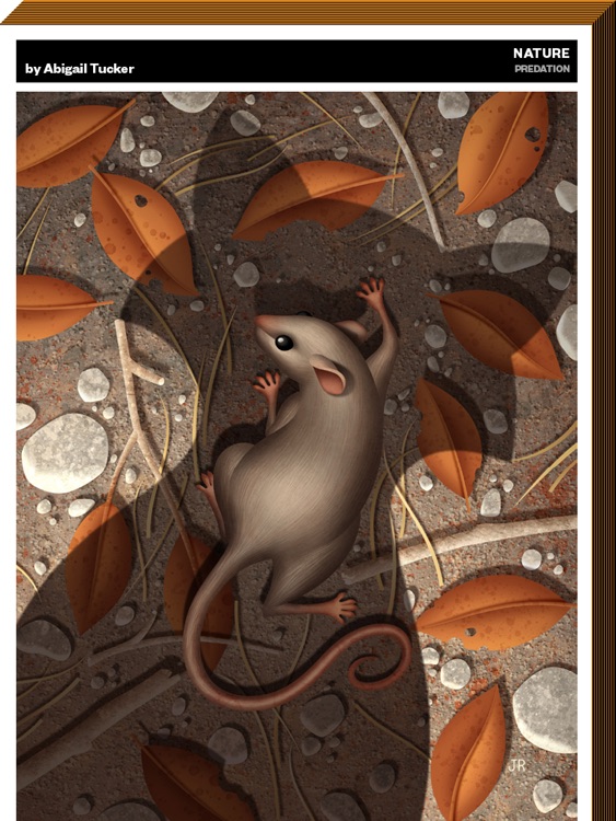 Smithsonian Magazine screenshot-4