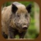 Wild Boar Hunter 3D Simulator Gluten Swift App