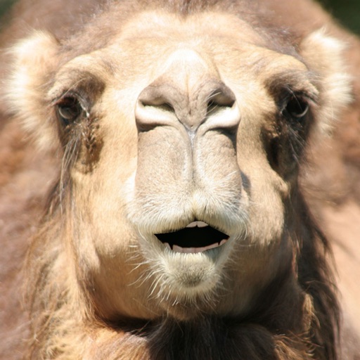 Talking Camel