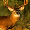 Ultimate Big Deer Hunt 3D Wild Sniper Shooting