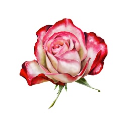 Roses and Flowers - Flower Art - Love, Friendship