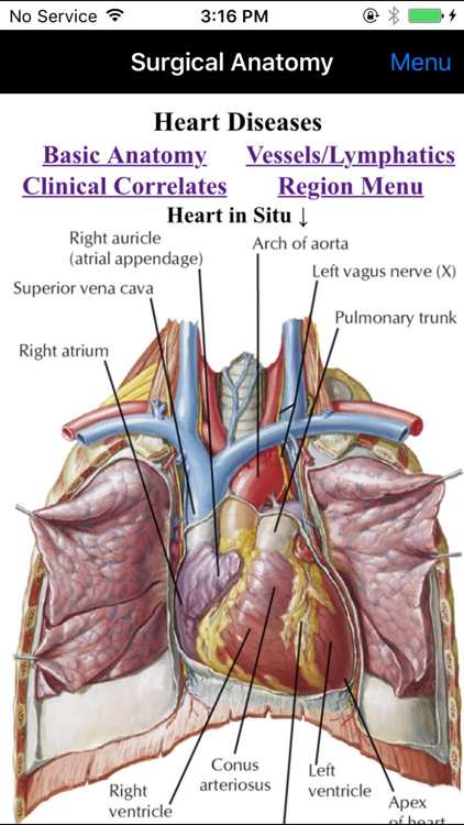 Netter's Surgical Anatomy Review P.R.N.