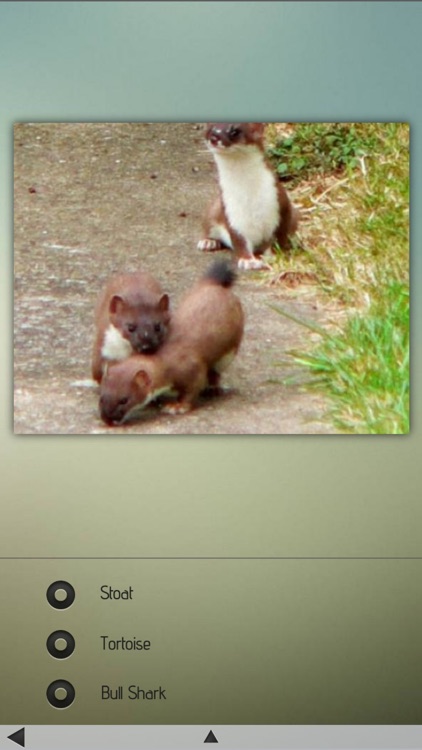 World of Zoo screenshot-3