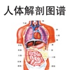 人体解剖图谱大师讲堂 - 医学名师讲解剖学