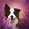 Collie Wallpapers HD: Art Pictures