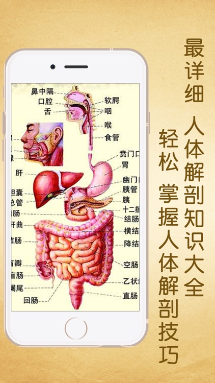 3Dbody解剖学专业版-骨骼和肌肉