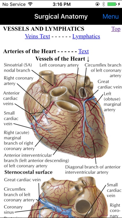 Netter's Surgical Anatomy Review P.R.N.