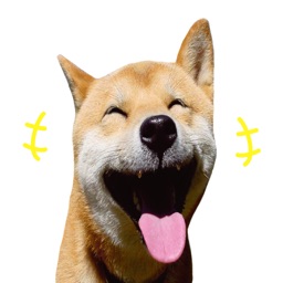 Maru The Shiba Dog