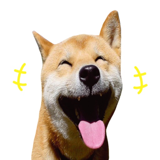 Maru The Shiba Dog icon