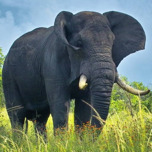 Elephant Photos and Videos | No advertisements icon