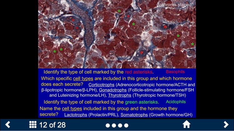 Histology - Urinary-Endocrine-Reproductive Systems