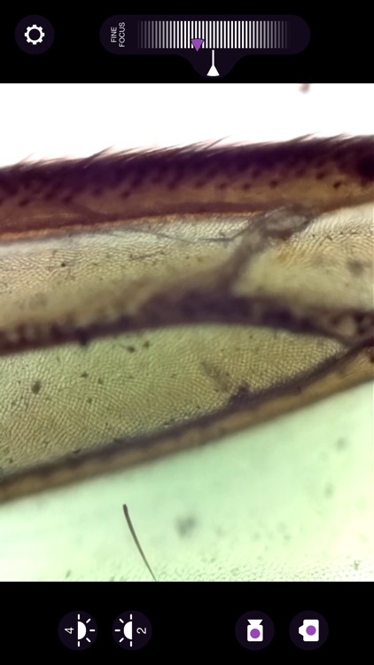 ioLight Microscope