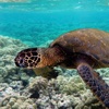 Underwater Species Wallpapers - Ocean World Images