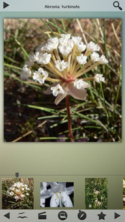 Medicinal Plants Collection