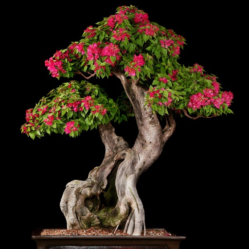 Bonsai 101-Essential Tips and Crop