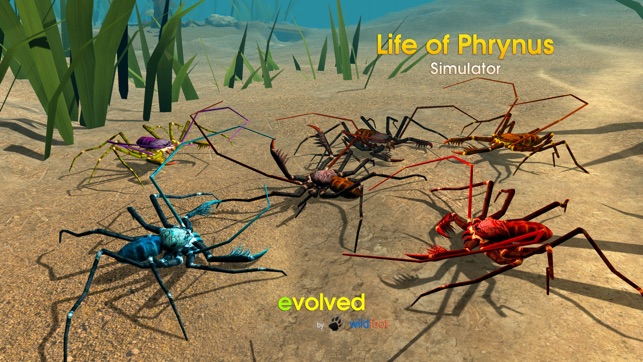 Life of Phrynus - Whip Spider