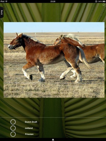 Horses HD screenshot 3