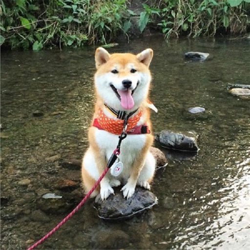 Shiba Inu Sticker for imessage