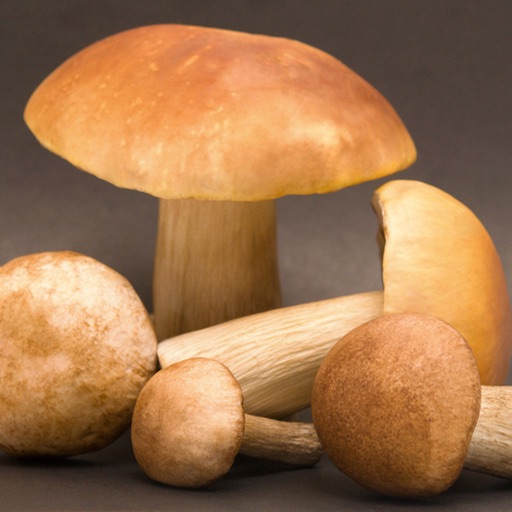 Mushrooms Gallery icon