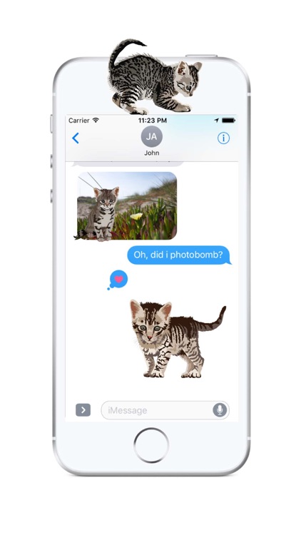 Cute Kittens - Cat Art, Stickers