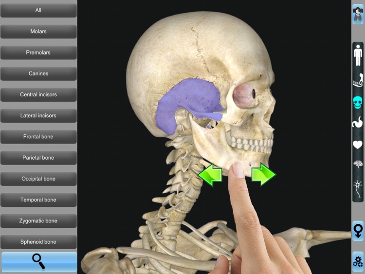 Anatomy 3D for iPad